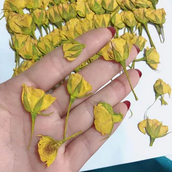30 adet Kurutulmuş Yan Preslenmiş Sarı Gül Çiçek Bitki Herbaryum Takı Imi Kartpostal telefon kılıfı Davetiye Kartı DIY