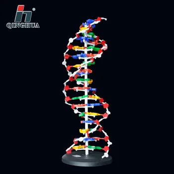 60cm DNA Yapı Modeli Baz Çifti Genetik Gen DNA Dna Çift Sarmal Modelleri Biyoloji Öğretim Eğitim Ekipmanları Malzemeleri